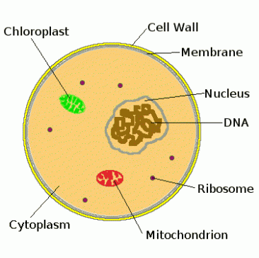 Description: Diagram of a eukaryotic cell